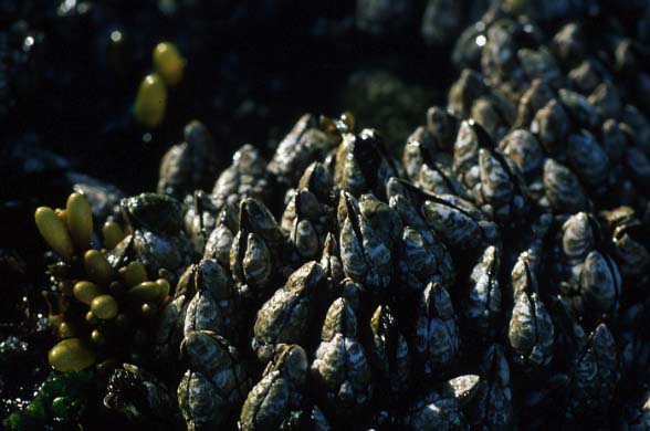 Entenmuscheln, Vancouver-97 (Nikon 801S/100mm A16)