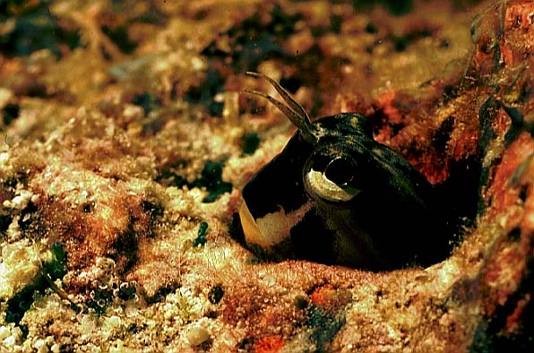 Blenny, Vilamendhoo-99 (RS/50mm A16)