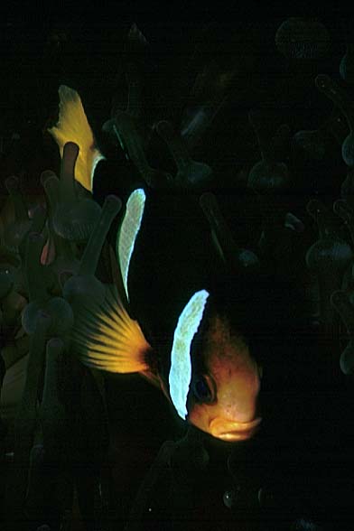 Clownsfisch, Vilamendhoo-99 (RS/50mm A16)