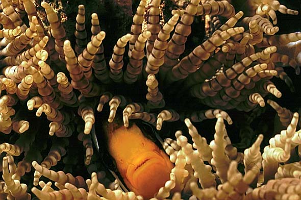 Clownsfisch, Vilamendhoo-99 (RS/50mm A16)