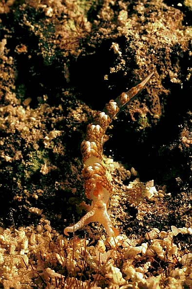 Fadenschnecke, Vilamendhoo-99, Hausriff, Nacht (RS/50mm A16)