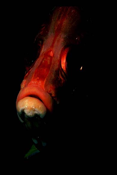 Husar, Vilamendhoo-99 (RS/50mm A16)