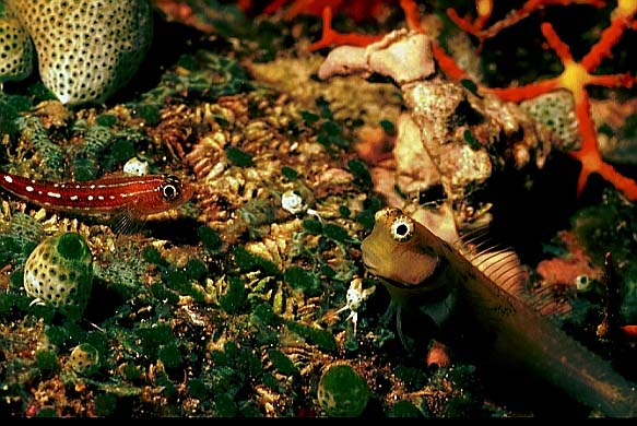 Kammz�hner+Dreiflosser, Vilamendhoo-99 (RS/50mm A16)