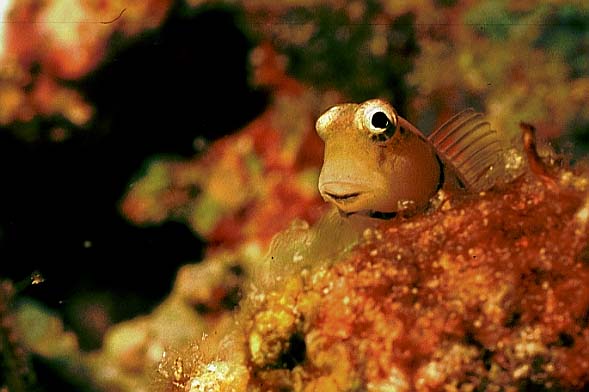 Kammz�hner, Vilamendhoo-99 (RS/50mm A16)