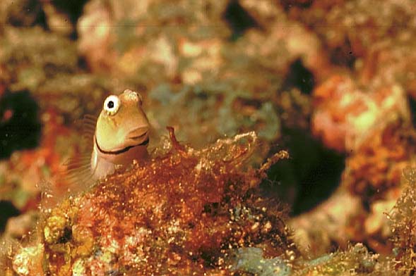 Kammz�hner, Vilamendhoo-99 (RS/50mm A16)