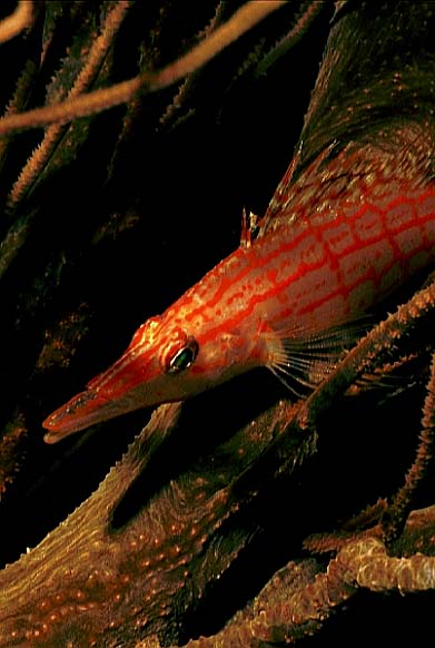 Langnasen B�schelbarsch, Vilamendhoo-99 (RS/50mm A16)