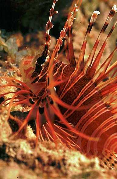 Rotfeuerfisch, Vilamendhoo-99, Hausriff, Nacht (RS/50mm A16)