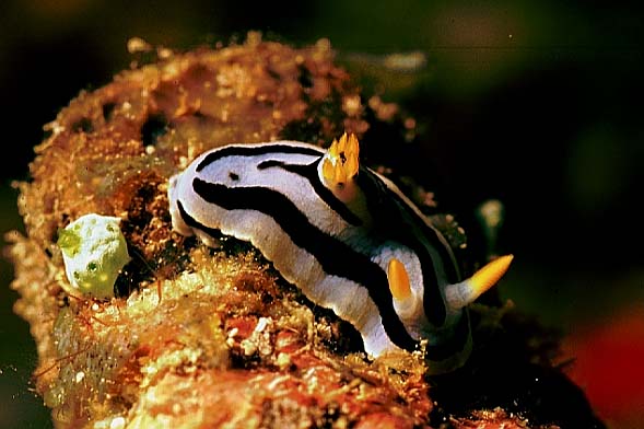 Falsche Pyjama Nacktschnecke, Vilamendhoo-99 (RS/50mm A16)