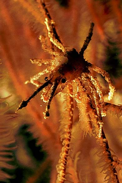 Gorgonien Seespinne, Vilamendhoo-99, Hausriff, Nacht (RS/50mm A16)