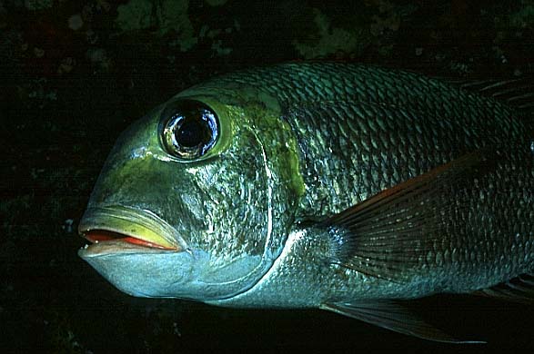 Gro�augen-Stra�enkehrer, Vilamendhoo-99, KudaRah Tila (RS/50mm A16)