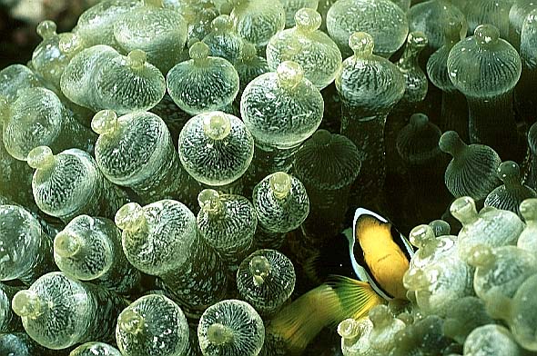 Blasenanemone, Vilamendhoo-99, KudaRah Tila (RS/50mm A16)