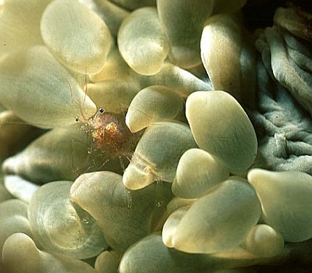 Blasenkorallengarnele, Vilamendhoo-99, KudaRah Tila (RS/50mm A16)