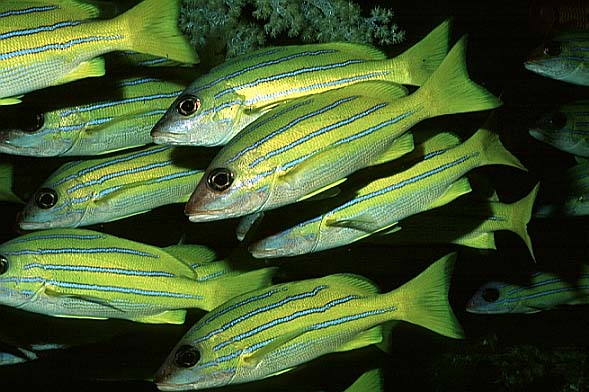 Blaustreifensnapper, Vilamendhoo-99 (RS/50mm A16)