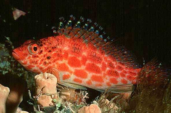 B�schelbarsch, Vilamendhoo-99 (RS/50mm A16)