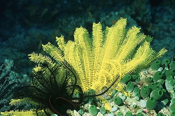 Federstern, Vilamendhoo-99 (RS/50mm A16)