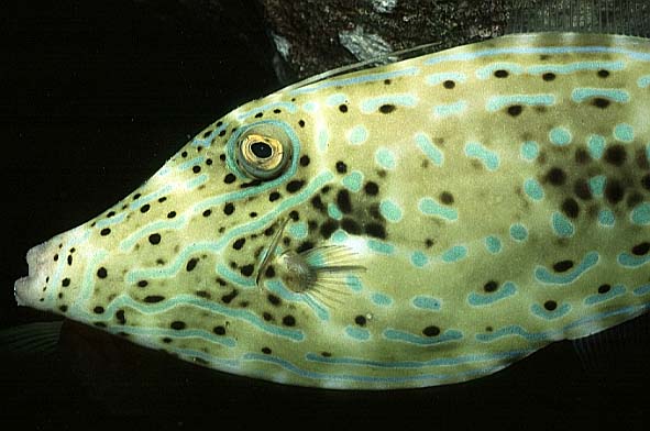 Feilenfisch, Vilamendhoo-99, Hausriff (RS/50mm A16)