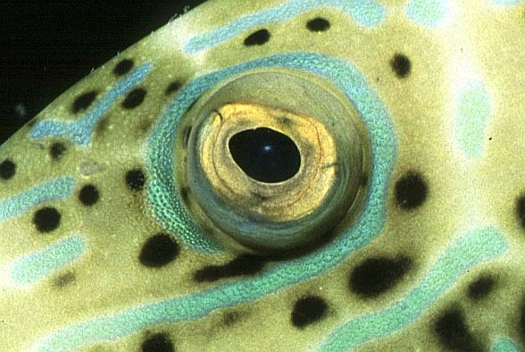 Feilenfisch, Vilamendhoo-99, Hausriff (RS/50mm A16)