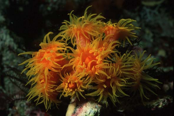 Gelbe Z�pfchenkoralle, Vilamendhoo-99 (RS/50mm A16)