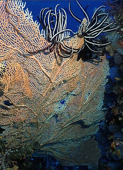 Gorgonie, Vilamendhoo-99 (RS/50mm A16)