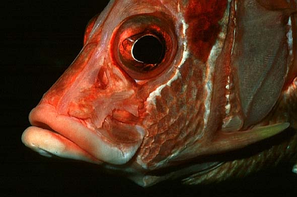 Husar, Vilamendhoo-99 (RS/50mm A16)