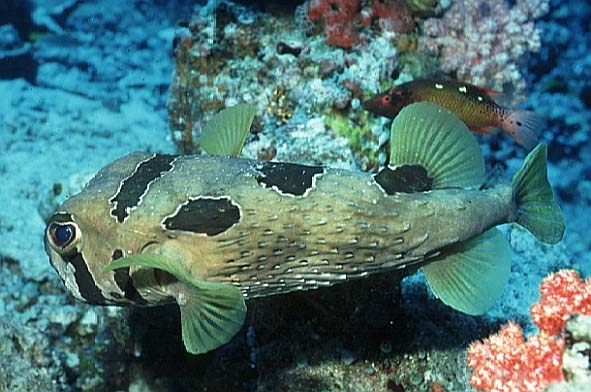 Igelfisch, Vilamendhoo-99 (RS/50mm A16)