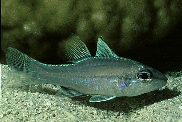 Kardinalfisch, Vilamendhoo-99, Hausriff, Nacht (RS/50mm A16)
