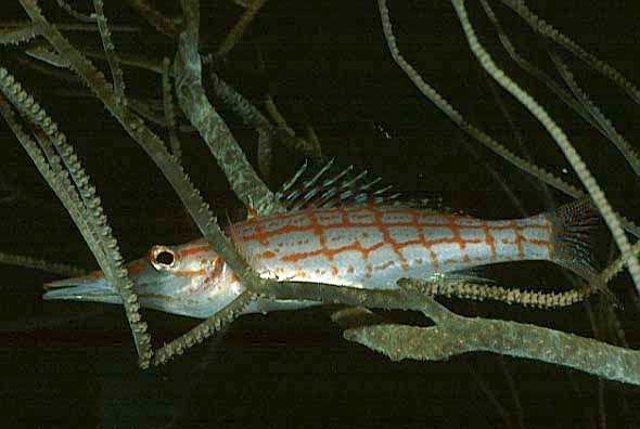 Langnasen B�schelbarsch, Vilamendhoo-99 (RS/50mm A16)