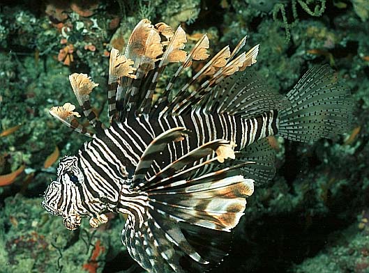 Rotfeuerfisch, Vilamendhoo-99 (RS/50mm A16)