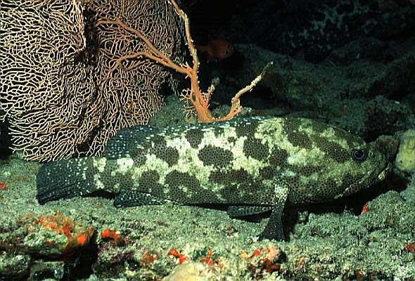 Malacka-Zackenbarsch, Vilamendhoo-99, Vila Caves (RS/50mm A16)