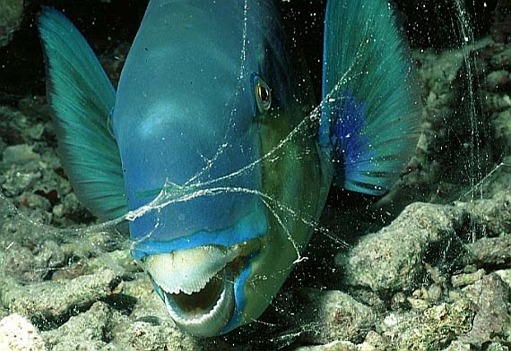 Papageifisch, Vilamendhoo-99, Hausriff, Nacht (RS/50mm A16)