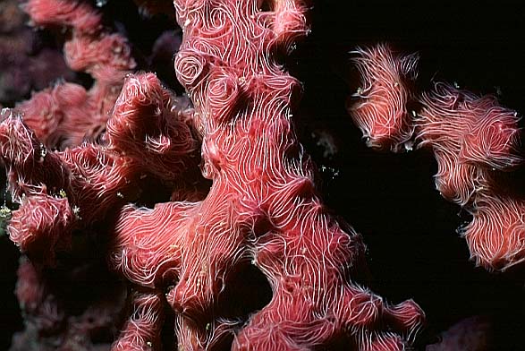 Schwamm, Vilamendhoo-99 (RS/50mm A16)