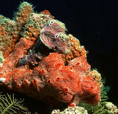 Schwamm, Vilamendhoo-99 (RS/50mm A16)