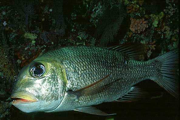 Strassenkehrer, Vilamendhoo-99, KudaRah Tila (RS/50mm A16)