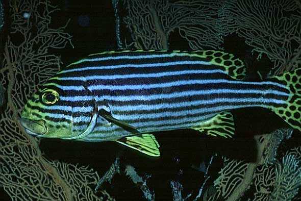 S��lippe, Vilamendhoo-99 (RS/50mm A16)