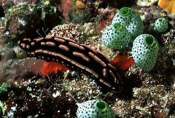violette Schnecke, Vilamendhoo-99 (RS/50mm A16)