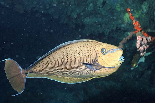 Vlamings Nasendoktor, Vilamendhoo-99 (RS/50mm A16)