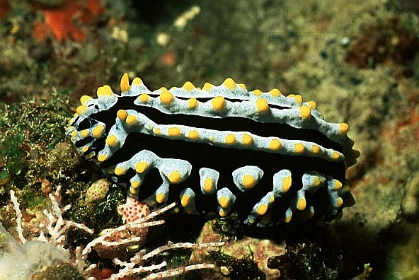 Warzenschnecke, Vilamendhoo-99 (RS/50mm A16)