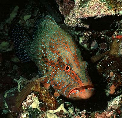 Juwelen-Zackenbarsch, Vilamendhoo-99, Hausriff, Nacht (RS/50mm A16)