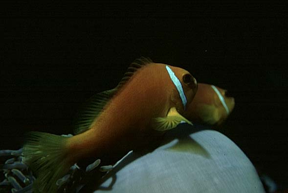 Anemonenfische, Villivaru-96, Hausriff, Nikonos 5/35mm