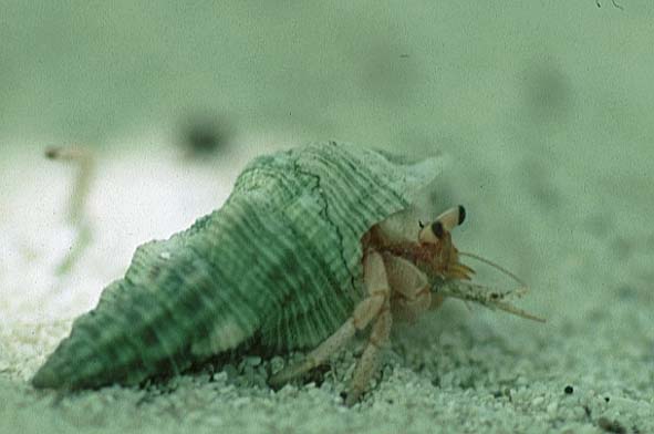 Einsiedler2.JPG (28648 Byte)