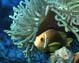 anemonenfisch1-small.JPG (7442 Byte)