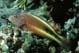 hawkfish1-small.JPG (6602 Byte)