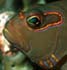 hawkfishauge-small.JPG (5846 Byte)