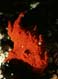 kroete1-small.JPG (5159 Byte)