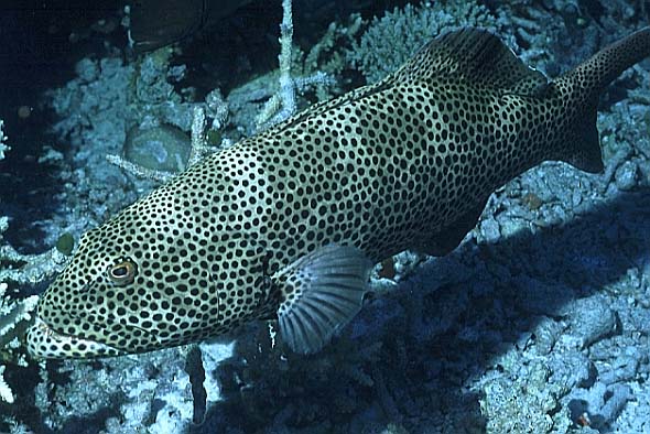 Leoparden-Zackenbarsch, Villivaru-97, Hausriff (RS/50mm A16)