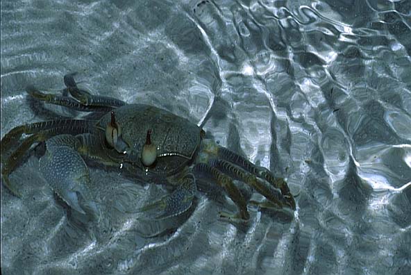 Reiterkrabbe, Villivaru-97, Nikon 801S